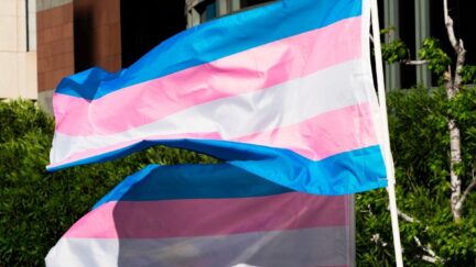 国际变性人能见度日，变性人旗帜迎风飘扬。
